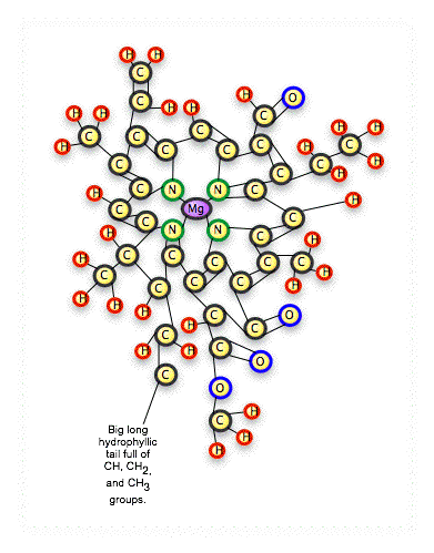 Chlorophyll molecule