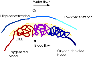 Blood Flow in Gills