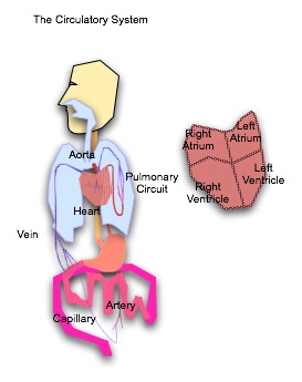 Circulation System