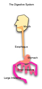 Digestion System