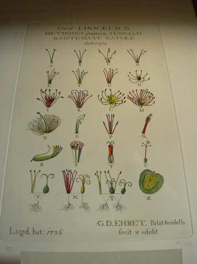 Linnaeus